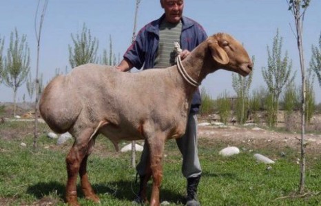 Манай гаригийн хамгийн том хонь 200 кг хүрнэ