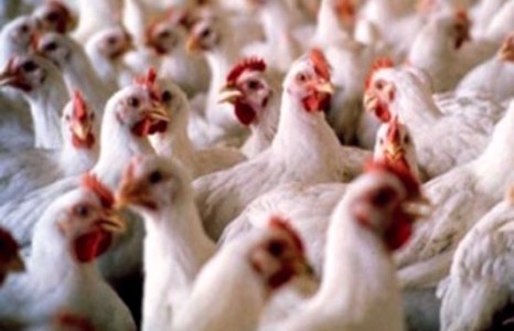 Өвчний халдварттай тахианы мах хилээр орж ирсэн байх магадлалтай