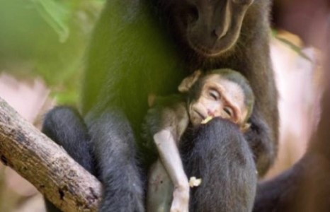 Үрээ алдсан эх сармагчингийн уй гашуу