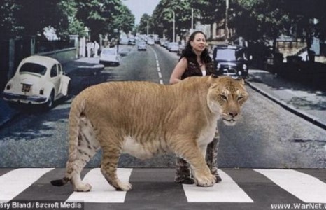 Лигр Геркулес-манай гаригийн хамгийн том бар