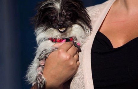WORLD’S UGLIEST DOG 2014