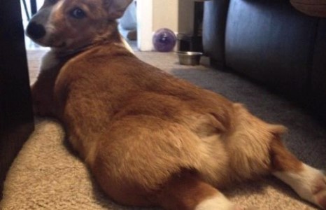 Япончууд нохойны бөгсөнд татагддаг болжээ