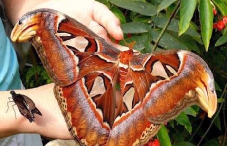 Атлас эрвээхэй