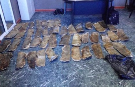 Тарваганы арьс хилээр гаргахыг завджээ