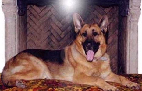 Дэлхийн хамгийн баян тэжээмэл амьтад