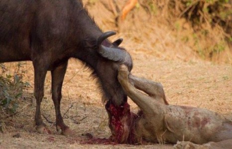 Хүчтэй нь хүчгүйгээ ялдаг нь байгалийн жам