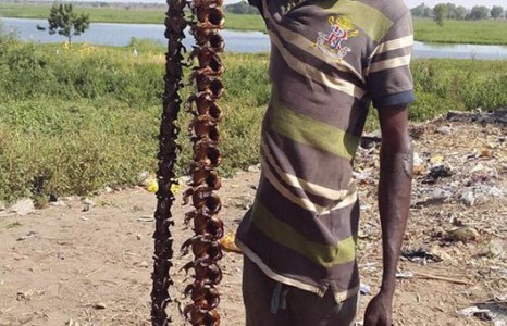 Мэлхийн шорлог