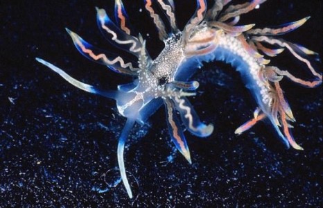 2015 онд судлаачдын нэрлэсэн онцлох амьтан, ургамал