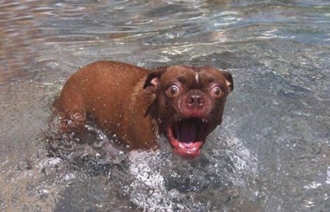 амьтдын хөгжилтэй зурагнуудаас