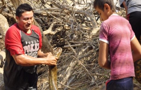 Аварга могойг “нүүлгэн шилжүүлэв”