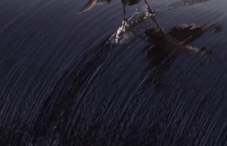 Амьтдын агшныг нь тааруулж авсан гайхалтай 15 зураг