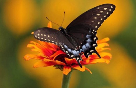 Монголд улаан номд орсон ганцхан эрвээхэй бий 