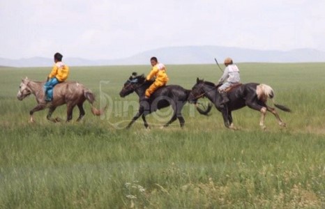 Сонгино хайрхан дүүргийн баяраар Хүй долоон худагт Соёлон, Дааган насны морь уралдана