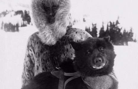 Үнэнч нохдын баатарлаг жишээ