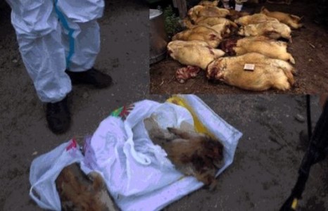 Тарваган тахал өвчнөөс урьдчилан сэргийлэх ажлыг эрчимжүүлнэ