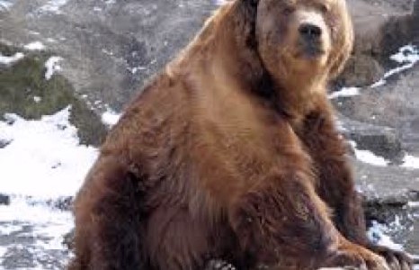 Засаг дарга нь байгаль хамгаалагчидтайгаа нийлэн  хүрэн баавгай агнаж байгаад баригдлаа