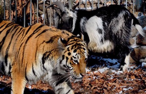 Амур, Тимур хоёр өөрсдийн аккаунттай болов