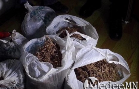 “Playtime” наадмын үеэр мансууруулах ургамал авч явсан залуусыг шалгаж байна