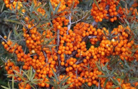 Чацарганы нийт тариалалтыг 10 мянган га-д хүргэнэ