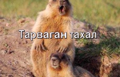 Баруун аймагт тарваган тахал гарчээ