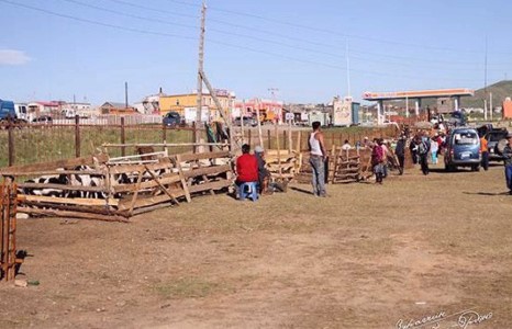 Мал худалдаалах нэг цэг байгуулагдлаа