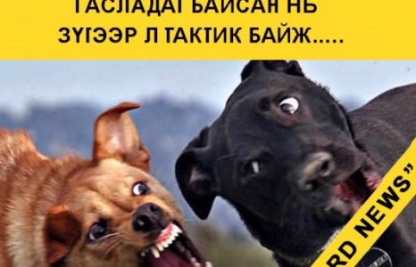 ”МАН” зодуулсан гөлөг шиг гасладаг байсан нь зүгээр л тактик байж.....