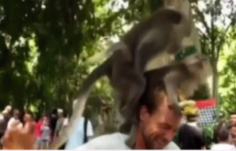 Ичгүүргүй сармагчингууд жуулчны толгой дээр сексджээ /бичлэг/