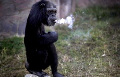 Пхеньяны шимпанзе өдөрт 1 хайрцаг тамхи татдаг