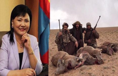 Шонхорт цадаагүй Арабууд угалз агнаж эхэллээ