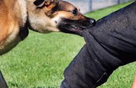 Нохой нь урсаны төлбөрт биеэ эзэмдүүлэхийг шаардаад хүчирхийлжээ