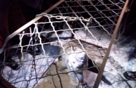 Нийслэлийн 64 дүгээр сургуулийн хашаанд шилүүсний зулзага орж иржээ