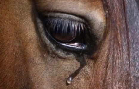 Монголчууд морьдынхоо хөшөөтэй л үлдэх үү...