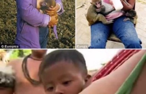 Амьтны зулзагыг хөхөөрөө хооллодог эмэгтэйчүүд хэр олон бэ