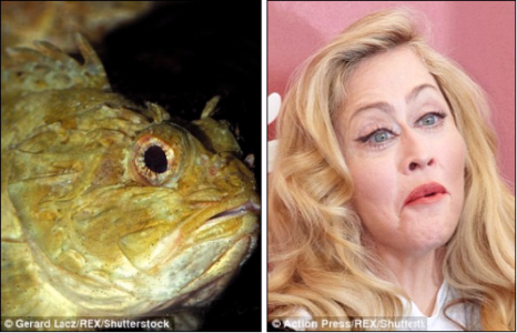 Загастай ижилхэн харагддаг алдартнууд