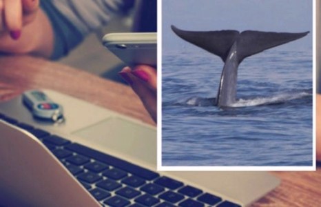 СЭРЭМЖЛҮҮЛЭГ: “Цэнхэр халим” тоглосон сурагч амиа хорлосон байж болзошгүй гэв