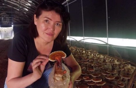 Экс гишүүн Л.Эрдэнэчимэг мөөг тариад завгүй явна