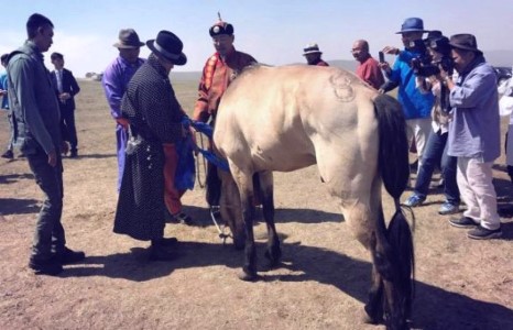СОЁОЛОН: Г.Батбаатарын саарал үрээ түрүүллээ