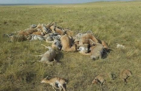 1500 орчим зээр янзагаа сахиж хэвтсээр харангадаж үхжээ