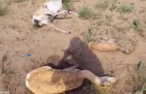 Сүхбаатар аймагт 3000 зээр харангадаж үхжээ