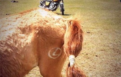 Монголчууд морио машины логогоор тамгалж гангардаг болжээ