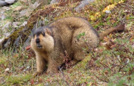 Тарвага агнуурыг гурван жилийн хугацаатай хориглолоо