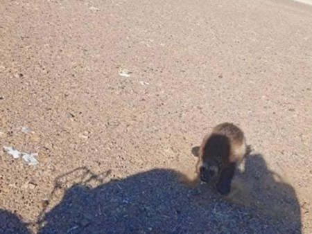 ​Дундговь аймгийн Хулд суманд нохой зээх орж иржээ