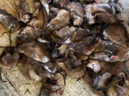 6​​7 ширхэг Ондатарыг хууль бусаар тээвэрлэж явсныг шалгаж байна