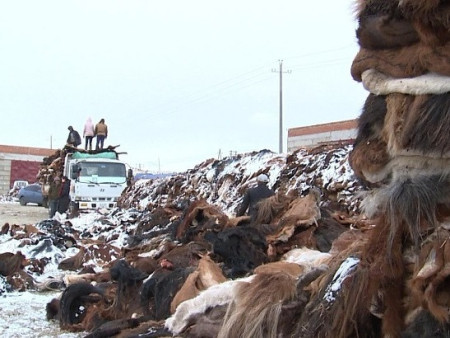 Мал аж ахуйн орон юм чинь ядаж арьс ширний үйлдвэртэй болъё