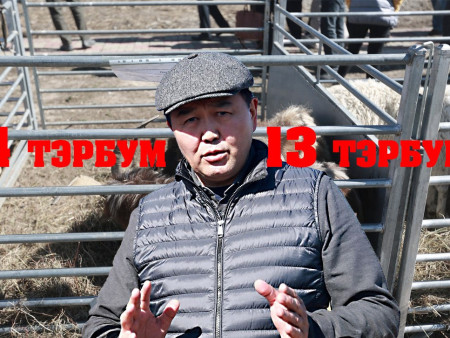 Хүүхдүүдээ хайрлах уу, үхрээ хайрлах уу...