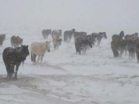Малдаа яваад сураггүй болсон 27 настай залуугийн цогцсыг оллоо