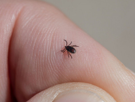 ХӨСҮТ: Хачиг салхиар дамжиж төв суурин газар орж ирэх магадлалтай