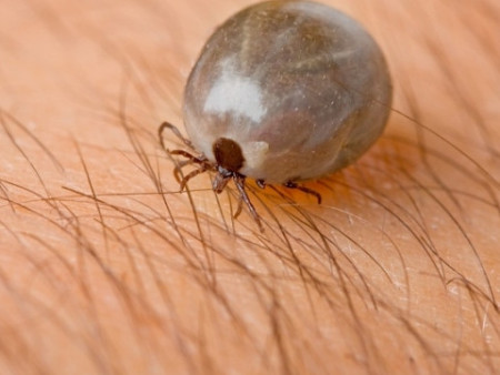 СЭРЭМЖЛҮҮЛЭГ: Хачигт хазуулсан 44 иргэний 5 нь ХӨСҮТ-д хэвтэн эмчлүүлж байна