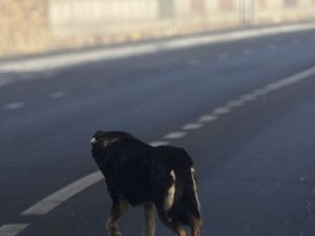 СЭРЭМЖЛҮҮЛЭГ: Нэг ойтой хүүхэд нохойд хазуулж, эрчимт эмчилгээний тасагт эмчлүүлж байна