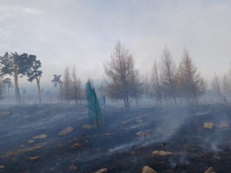 Улсын хэмжээнд ой, хээрийн 82 түймэр бүртгэгджээ